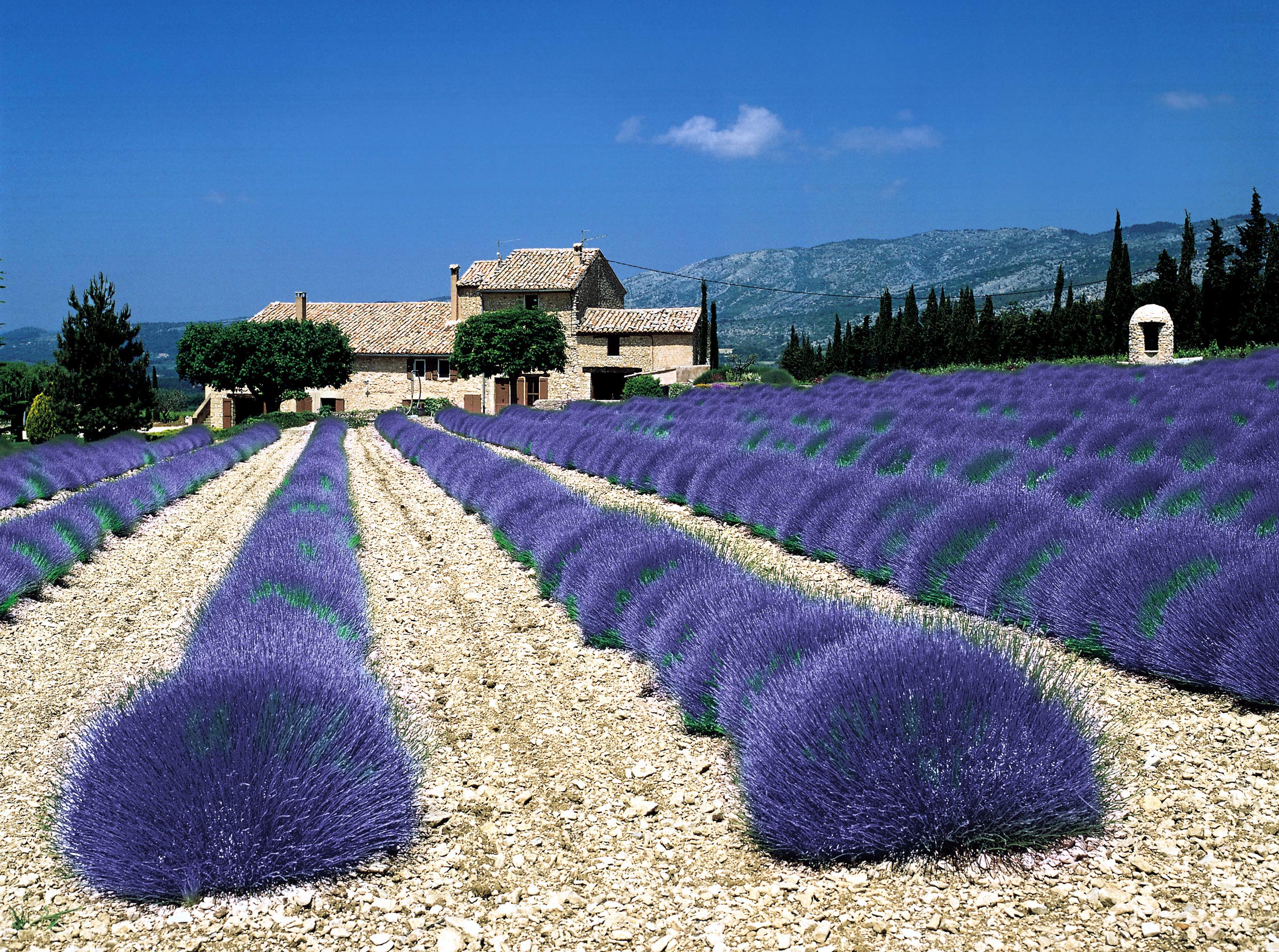 Lavender